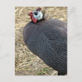 Guinee Briefkaart (Voorkant)