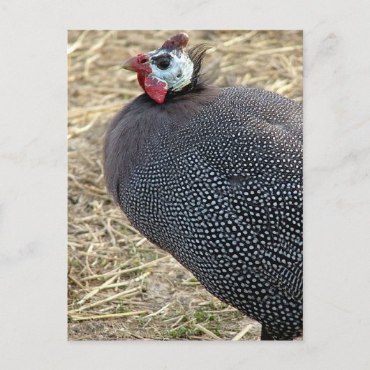 Guinee Briefkaart (Voorkant)