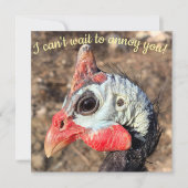 Guinee Fowl (Voorkant)