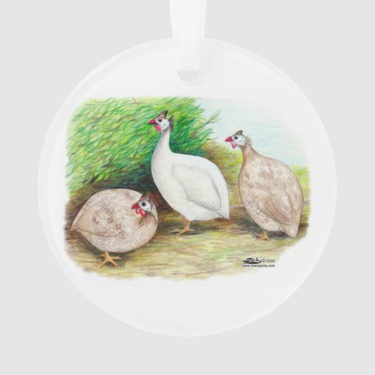 Guinee Fowl buiten Ornament (achterkant)