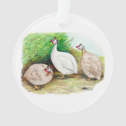 Guinee Fowl buiten Ornament (voorkant)