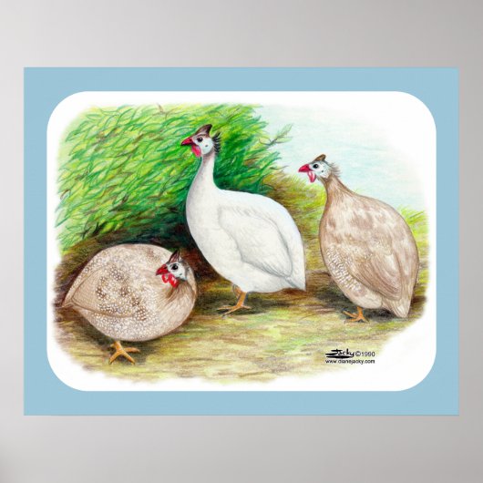 Guinee Fowl buiten Poster (Voorkant)