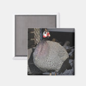 Guinee Fowl Magneet (Voorkant / Achterkant)