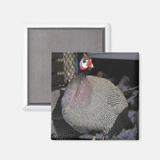 Guinee Fowl Magneet (Voorkant / Achterkant)