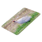 Guinee Fowl Magneet (Linkerzijde)