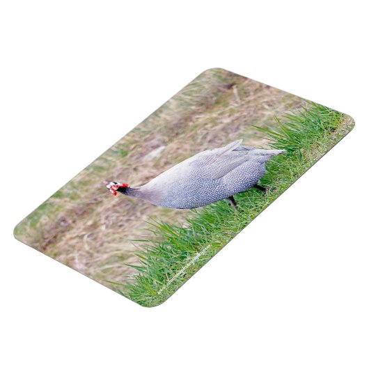 Guinee Fowl Magneet (Linkerzijde)