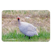 Guinee Fowl Magneet (Horizontaal)