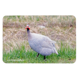 Guinee Fowl Magneet