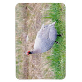 Guinee Fowl Magneet (Verticaal)