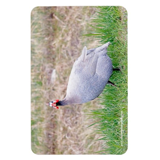 Guinee Fowl Magneet (Verticaal)
