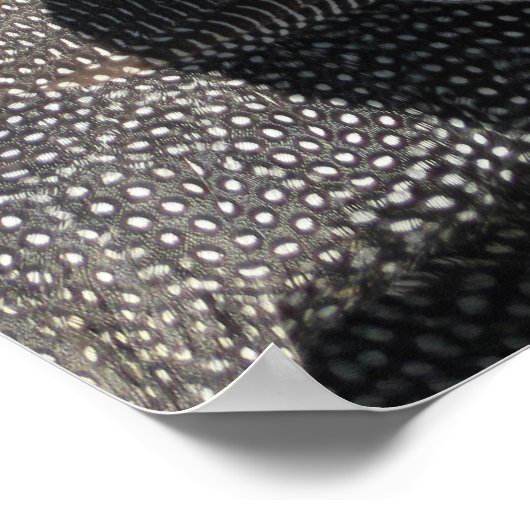 Guinee Fowl Poster (Hoek)