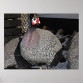 Guinee Fowl Poster (Voorkant)