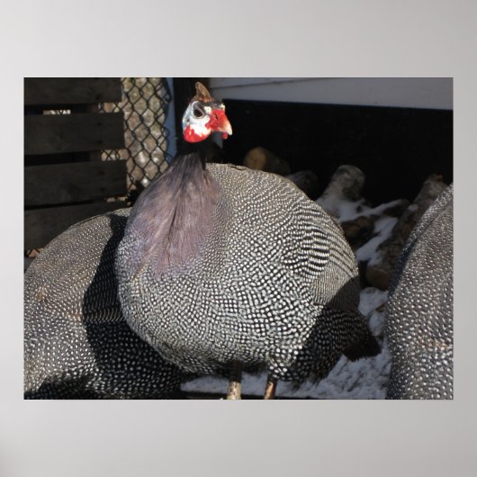 Guinee Fowl Poster (Voorkant)