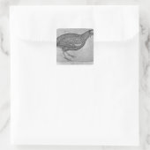 Guinee Fowl uit het Album van de Vallardi Vierkante Sticker (Tas)