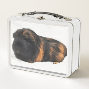 Guinee Pig