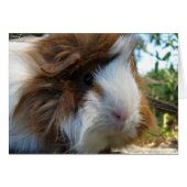 Guinee Pig (Voorkant Horizontaal)