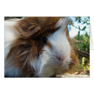 Guinee Pig