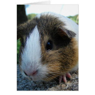Guinee Pig