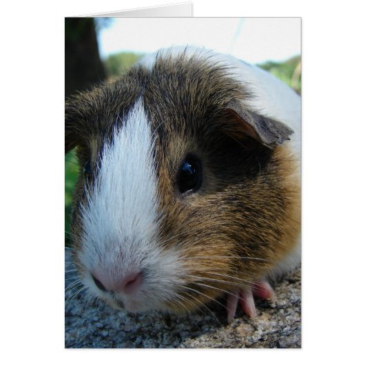 Guinee Pig (Voorkant)