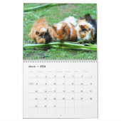 Guinee Pig 2025 Kalender (Mar 2026)