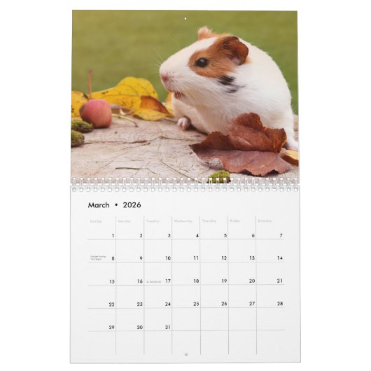 Guinee Pig 2025 Kalender (Mar 2026)