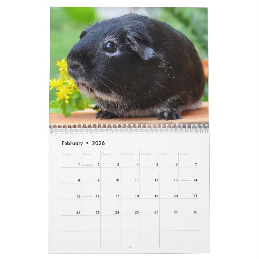 Guinee Pig 2025 Kalender (Feb 2026)