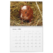 Guinee Pig 2025 Kalender (Jan 2026)