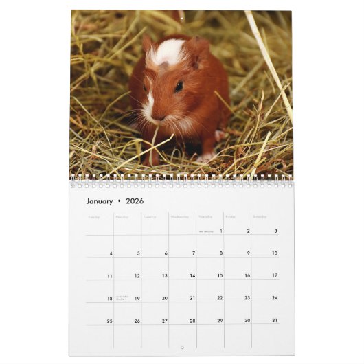 Guinee Pig 2025 Kalender (Jan 2026)