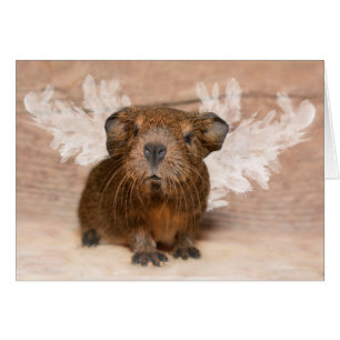 Guinee Pig Angel