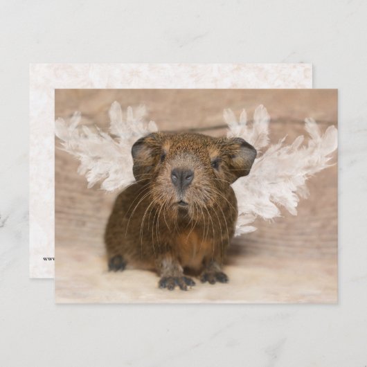 Guinee Pig Angel Briefkaart (Voorkant / Achterkant)