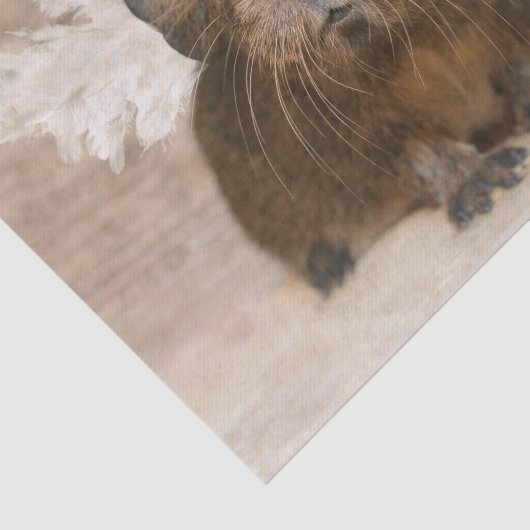 Guinee Pig Angel Tissuepapier (Detail)