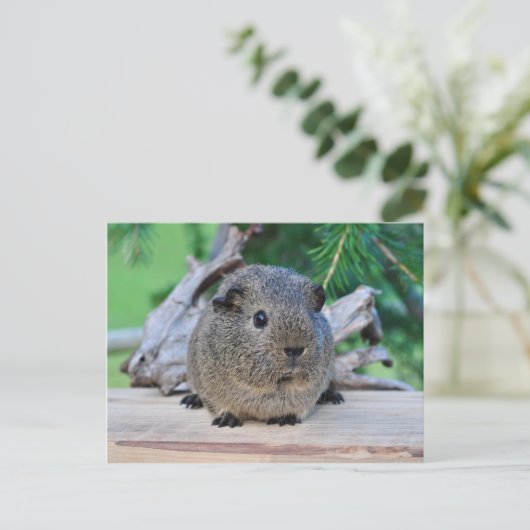 Guinee Pig Briefkaart (Staand voorkant)