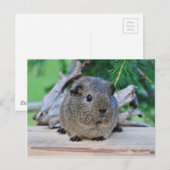 Guinee Pig Briefkaart (Voorkant / Achterkant)