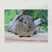 Guinee Pig Briefkaart (Voorkant)