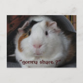 Guinee Pig Briefkaart (Voorkant)
