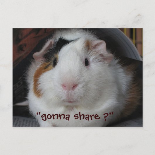 Guinee Pig Briefkaart (Voorkant)