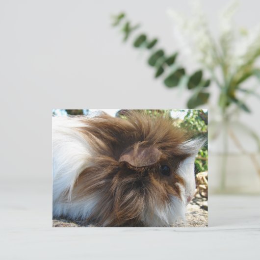 Guinee Pig Briefkaart (Staand voorkant)