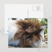 Guinee Pig Briefkaart (Voorkant / Achterkant)