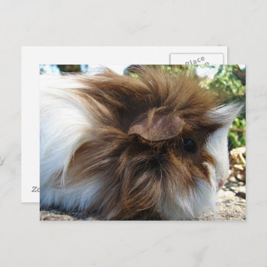 Guinee Pig Briefkaart (Voorkant / Achterkant)