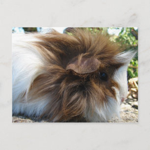 Guinee Pig Briefkaart