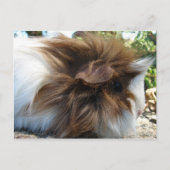 Guinee Pig Briefkaart (Voorkant)