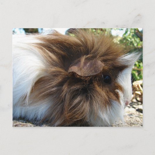 Guinee Pig Briefkaart (Voorkant)
