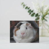 Guinee Pig Briefkaart (Staand voorkant)