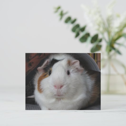 Guinee Pig Briefkaart (Staand voorkant)