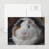 Guinee Pig Briefkaart (Voorkant / Achterkant)