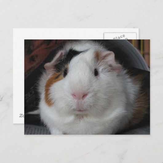 Guinee Pig Briefkaart (Voorkant / Achterkant)