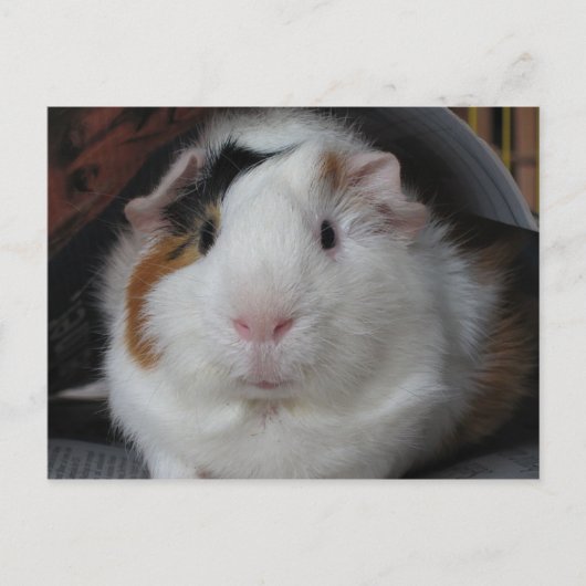 Guinee Pig Briefkaart (Voorkant)