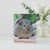 Guinee Pig Briefkaart (Staand voorkant)