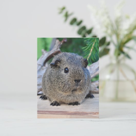 Guinee Pig Briefkaart (Staand voorkant)
