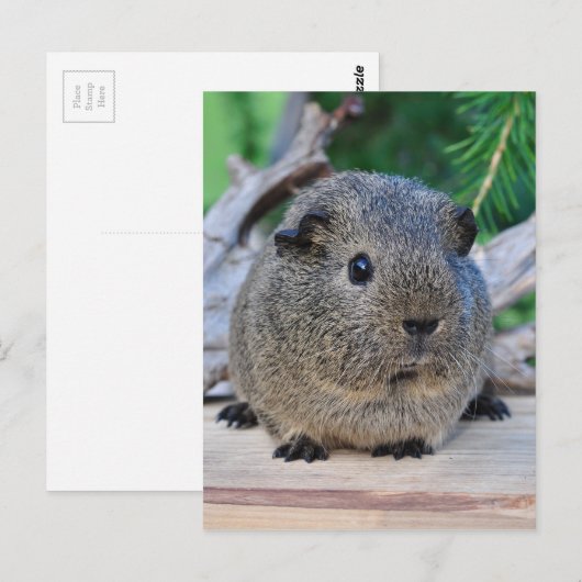 Guinee Pig Briefkaart (Voorkant / Achterkant)
